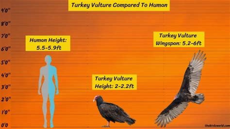 Turkey Vulture Size How Big Are They Compared To Others