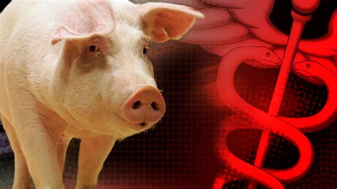 Federal Agency Warns About New Pig Flu That Could Spread to Humans ...