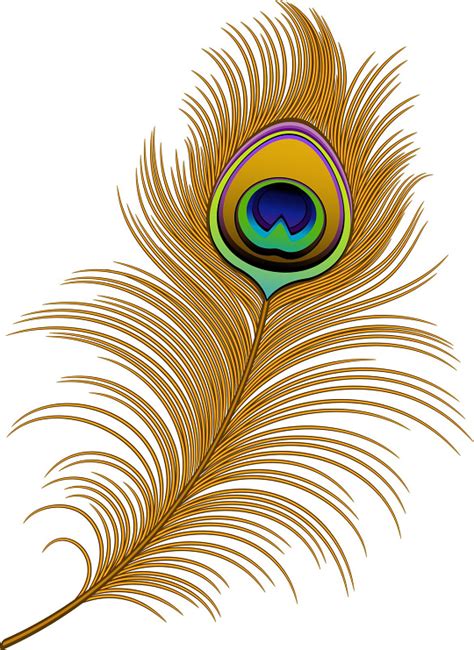 Peacock Feather Vector Png at GetDrawings | Free download