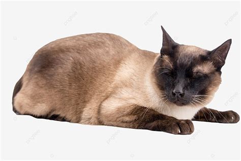 Animal Gato Siamês PNG Gato Siamês Animal Gato PNG Imagem para