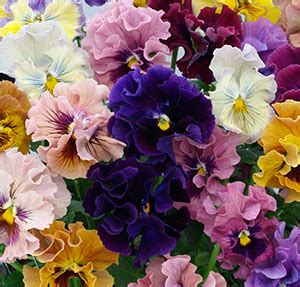 Анютины глазки сорта Рококо микс l Русские Семена - интернет-магазин.