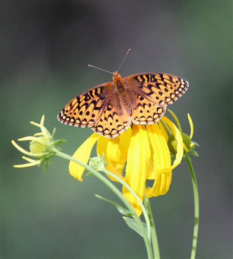 Migrating Butterfly ser3 Photograph by Amara Arnold