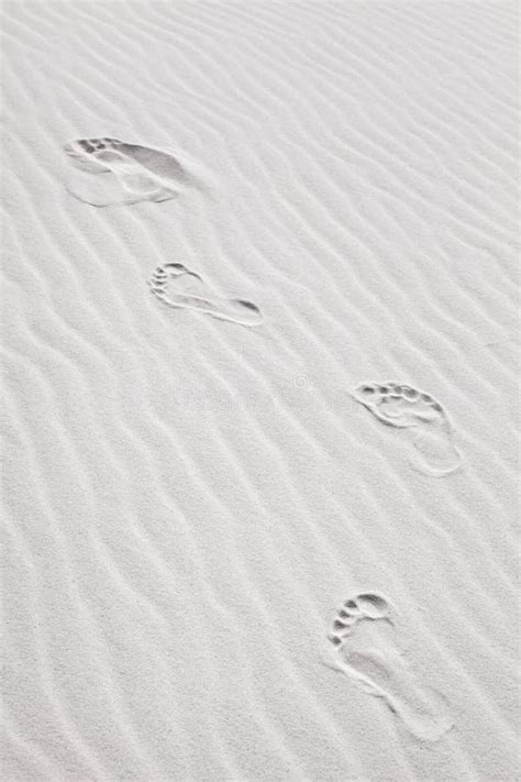 Footprints In The Sand Dunes At Beach Stock Photo Image Of Landscape