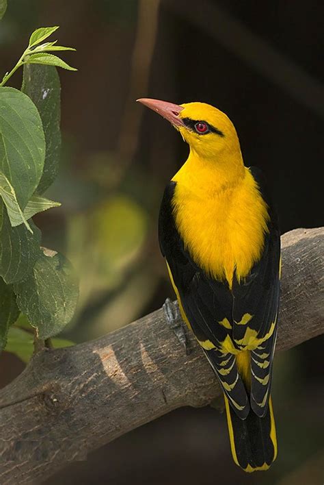 Indian Golden Oriole Beautiful Bird Photos Nature Birds Pet Birds Birds