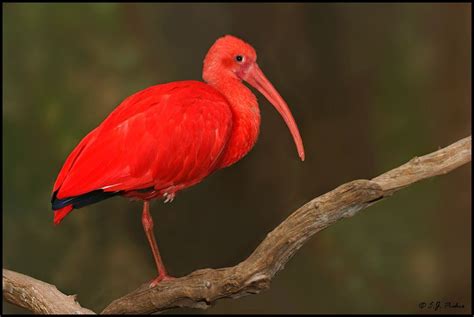 Scarlet ibis - Alchetron, The Free Social Encyclopedia