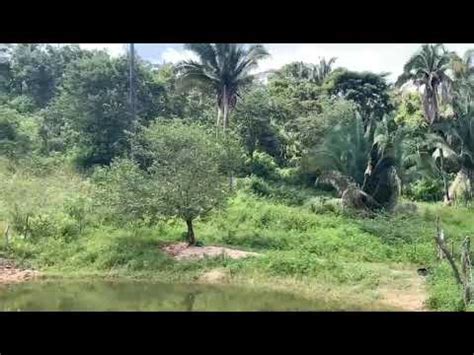 propriedade a venda rica em água várias nascentes 92 hectares