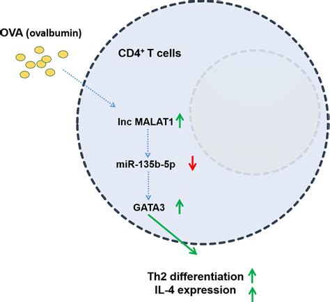 A Schematic Diagram Of Long Noncoding RNA MALAT1 Promoting