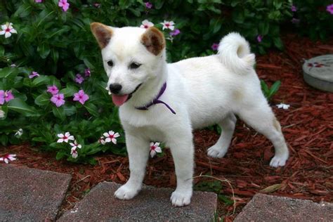 Japanese Shiba Inu | Dog Breeds Facts, Advice & Pictures | Mypetzilla UK