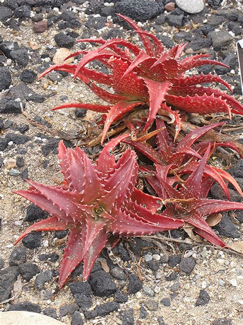 Aloe Dorotheae 4