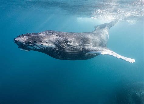 hope  victory  historic milestone  ocean protection