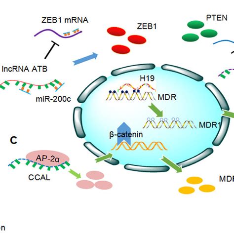 Overview Of The Involvement Of Long Non Coding Rnas Lncrnas In Cancer Download Scientific