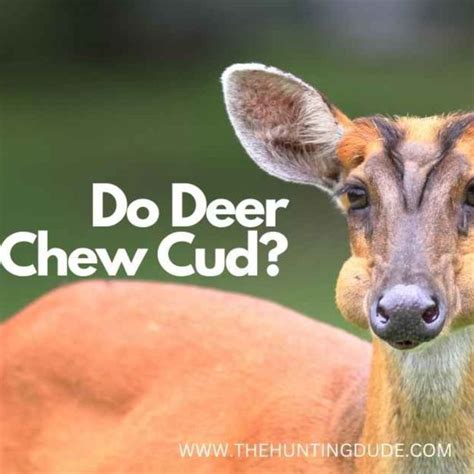 Do Deer Chew Cud? A Closer Look at Their Digestive System