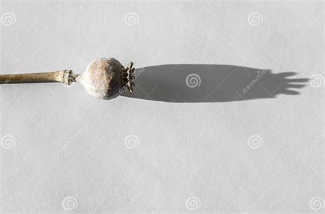 Drug Opium Poppy Inside The Syringe Deadly Drug Addiction Stock Image