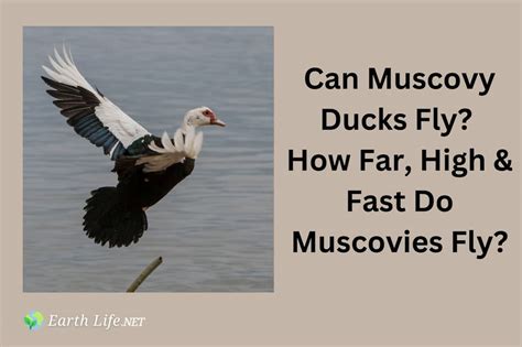 Muscovy Duck Male Vs Female Physical Differences Earth Life