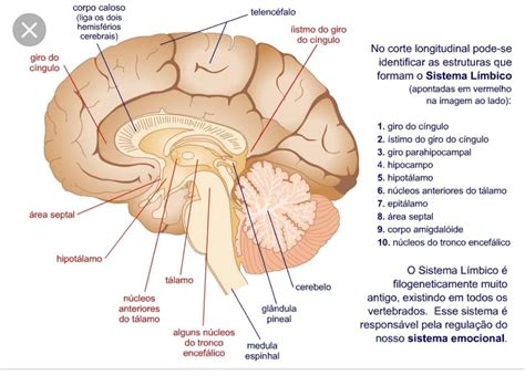 Neuroanatomia ESTRUTURA DO TRONCO ENCEFÁLICO Neuroanatomia