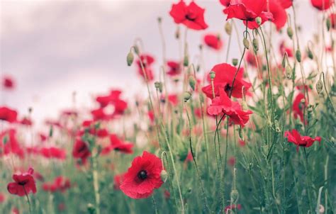 Poppy Field Wallpapers - Top Free Poppy Field Backgrounds - WallpaperAccess