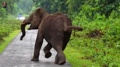 Speed Chasing Of Elephant Youtube