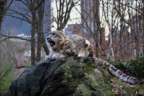 The Snow Leopard at the Central Park Zoo. The most beautiful animal I ...