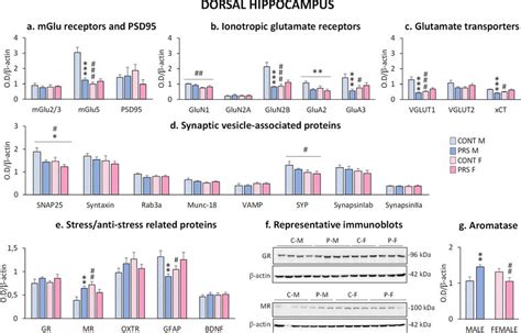 Effect Of Sex And Prs On Glutamatergic Synapses Synaptic Download