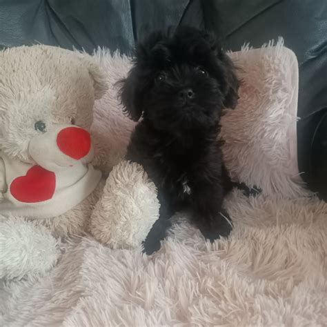 Cavapoo Liczna Suczka Do Odbioru Busko Zdr J Olx Pl