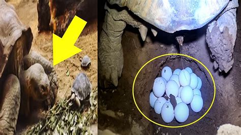 Cameras Filmed An 80 Year Old Tortoise Giving Birth When She Got Up