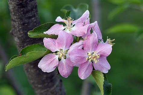 Sweet Autumn Soliloquy: hidden rose apple blossom