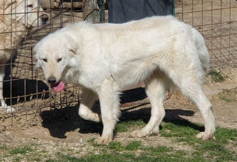 Iris Di Collevento Allevamento Del Velino Sirente Cani Da Pastore