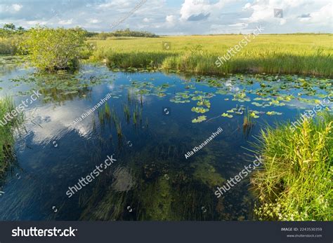 Mangrove Biome Often Called Mangrove Forest Stock Photo 2243530359 ...