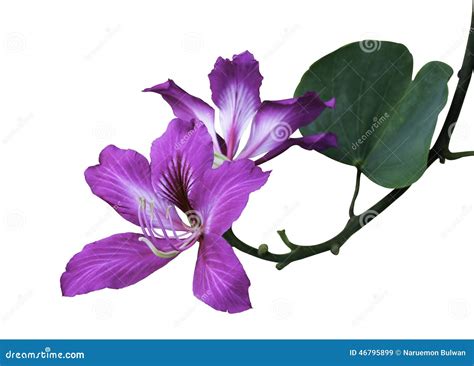 Bauhinia Purpurea L. Flower Number 1 Flower, Scientific Name Bauhinia ...