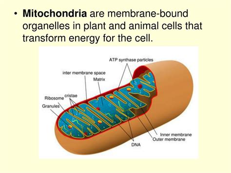 Ppt Chapter A View Of The Cell Powerpoint Presentation Free