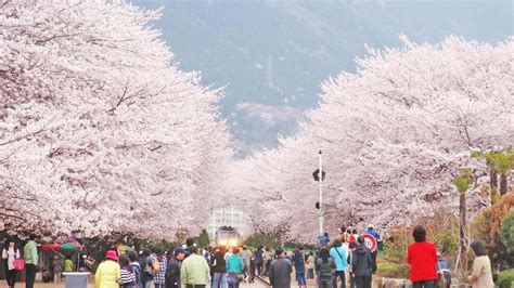 Shillong Cherry Blossom Festival 2024 - Date, History, Major Attraction