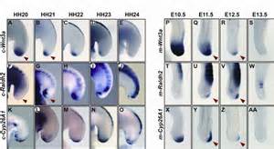 Onset Of C Raldh2 Expression In The Chick Tail Bud From Hh Stage 21