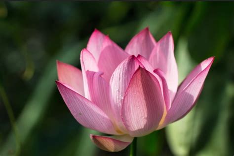 Pink Water Lotus Seeds - Etsy