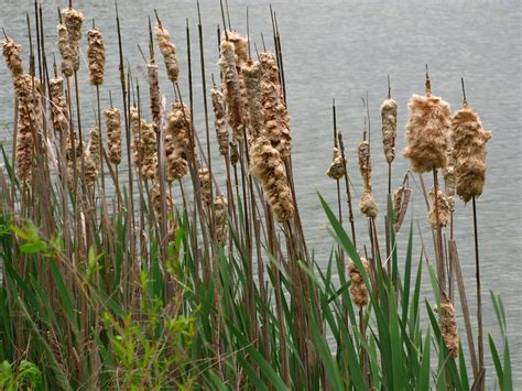 File:Cat-Tails-Lake ForestWander.JPG - Wikimedia Commons