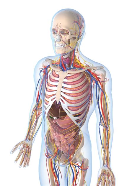 The body under general anaesthetic – How It Works