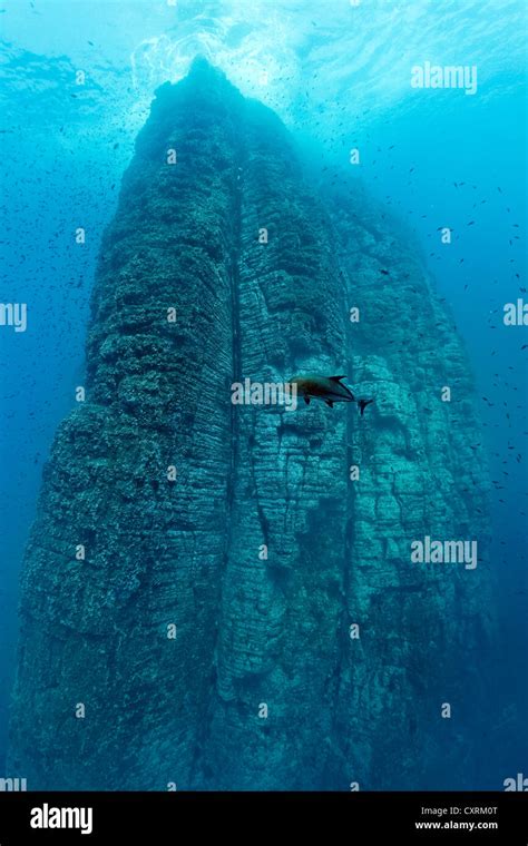 Towering Rock Bathed By Waves Black Jack Black Trevally Or Black