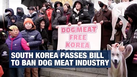 South Korea passes bill to ban dog meat industry - YouTube