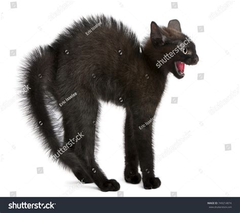 9 828 Black Cat Scared Royalty Free Images Stock Photos Pictures