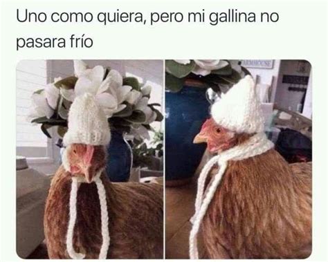 Pobre Gallinita Memes De Animales Divertidos Mascotas Memes Memes