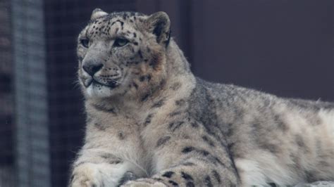 Tashi The Beautiful Snow Leopard Youtube