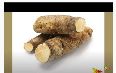 YAM CULTIVATION | Grenada Broadcasting Network