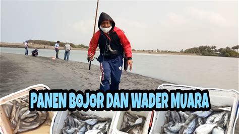 Mancing Perdana Di Muara Kali Progo Youtube