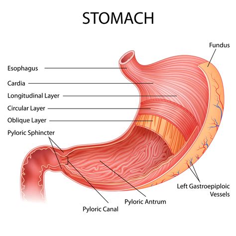 Illustration Of Healthcare And Medical Education Drawing Chart Of Human