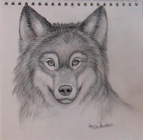 Realistic Wolf Drawing-Mark Crilley Tutorial by Yourtoast on DeviantArt