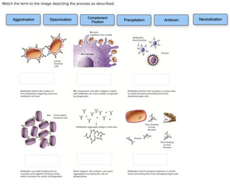 Module 11 Adaptive Specific Immunity And Immunization Flashcards