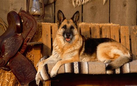 Cute German Shepherd Wallpapers Wallpaper Cave