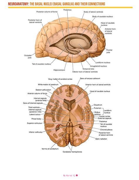 SOLUTION Basal Nuclei And Its Connections Neuroanatomy Studypool