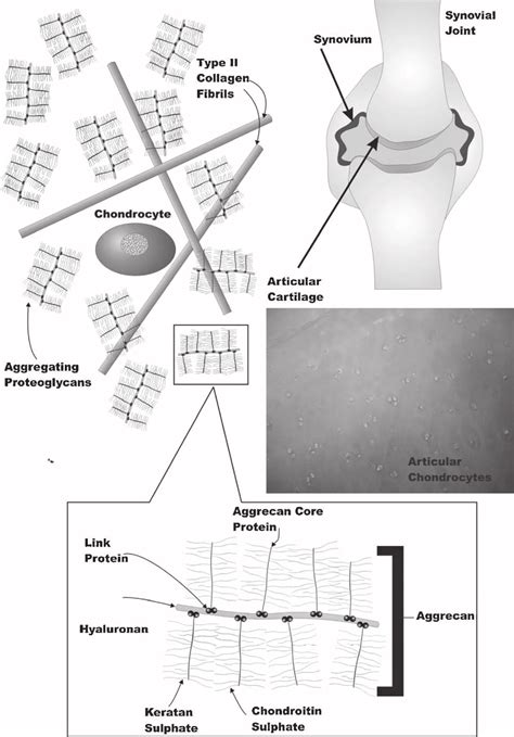 Structure And Composition Of The Extracellular Matrix Of Articular