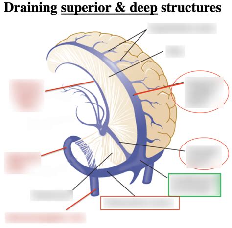 Diagram Of Venous Drainage Quizlet