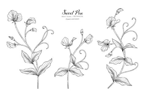 How To Draw A Sweet Pea Flower Step By Step Best Flower Site